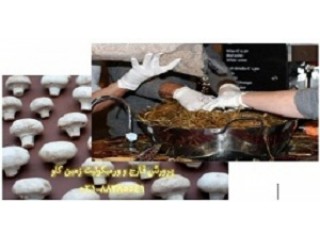 فروش ورمیکولیت - پرورش قارچ و ورمیکولیت Vermiculite